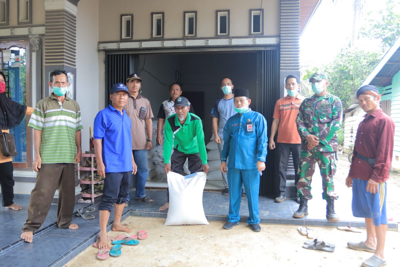 Dinas TPH Rohul Salurkan Benih Padi Bersertifikat Varietas Infari 33 Kepada Kelompok Tani di Desa Pasir Jaya