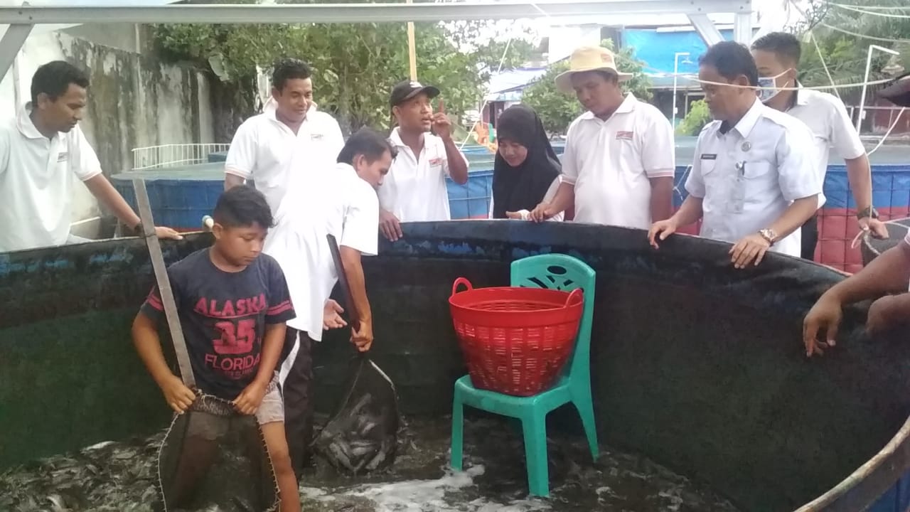 Berkat Bimbingan DKPP Rohul, Kelompok Budidaya Ikan Lele Berkah Bersama Berhasil Keluarkan Hasil Panen 3 Ton Per Pekan