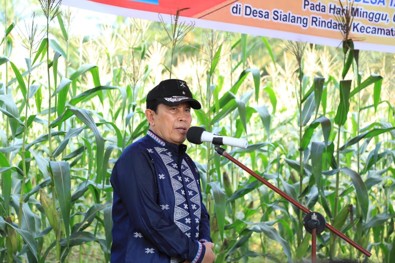 Panen Raya Jagung Manis,Bupati H. Sukiman Apresiasi Pemdes Sialang Rindang Manfaatkan Lahan Kosong untuk Pertanian
